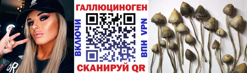 Купить  Оренбург  Галлюциногенные грибы Psilocybine cubensis 